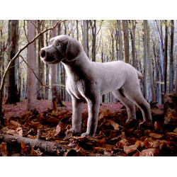 Kösen 5510 Weimaraner 47 cm