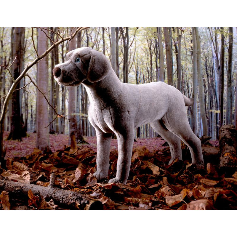 Kösen 5510 Weimaraner 47 cm